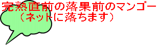 完熟直前の落果前のマンゴー (ネットに落ちます)