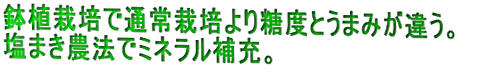 �����w���X�E�B�[�g��������