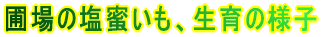 ���N�̈��[��������̗l�q 