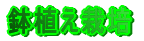鉢植え栽培